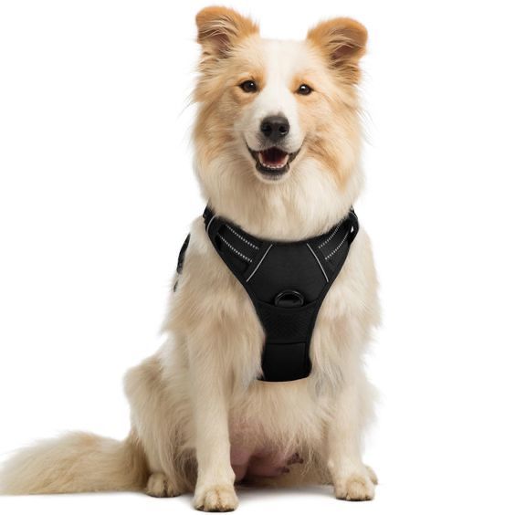 PupTrainer Harness